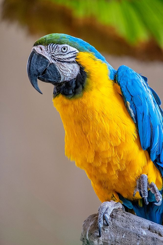 Blue-and-yellow Macaw